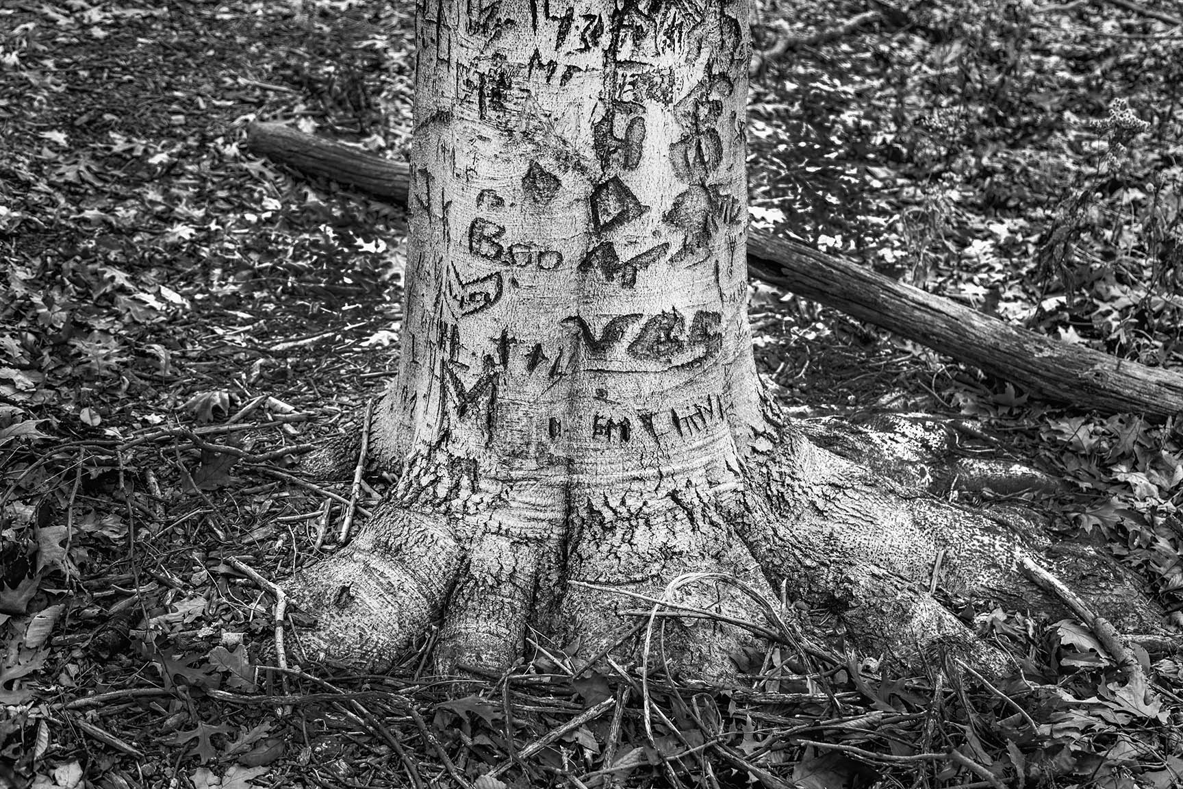 21_Tattoo Tree_5341-BLOG